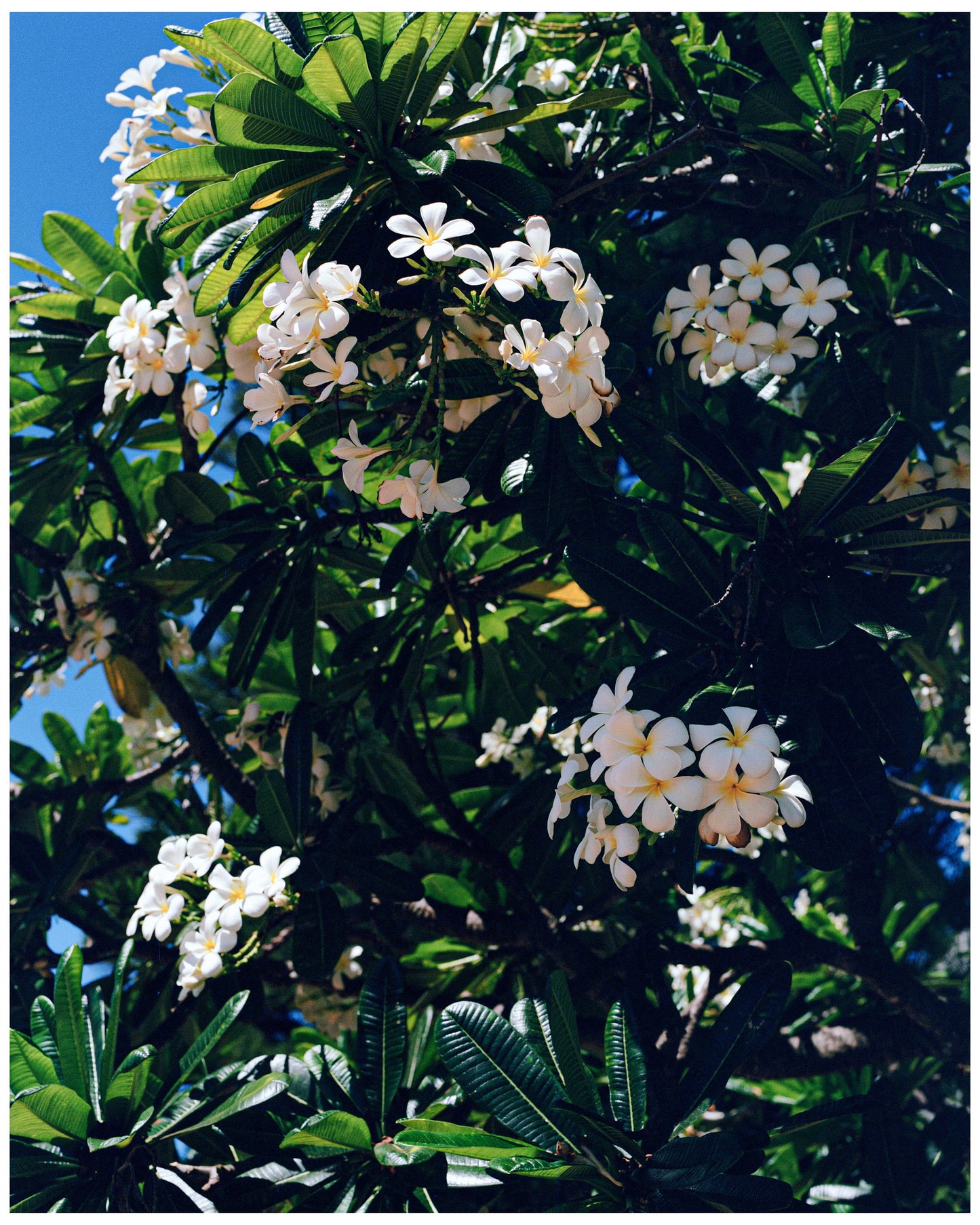 Plumeria