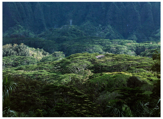 Tropical Canopy