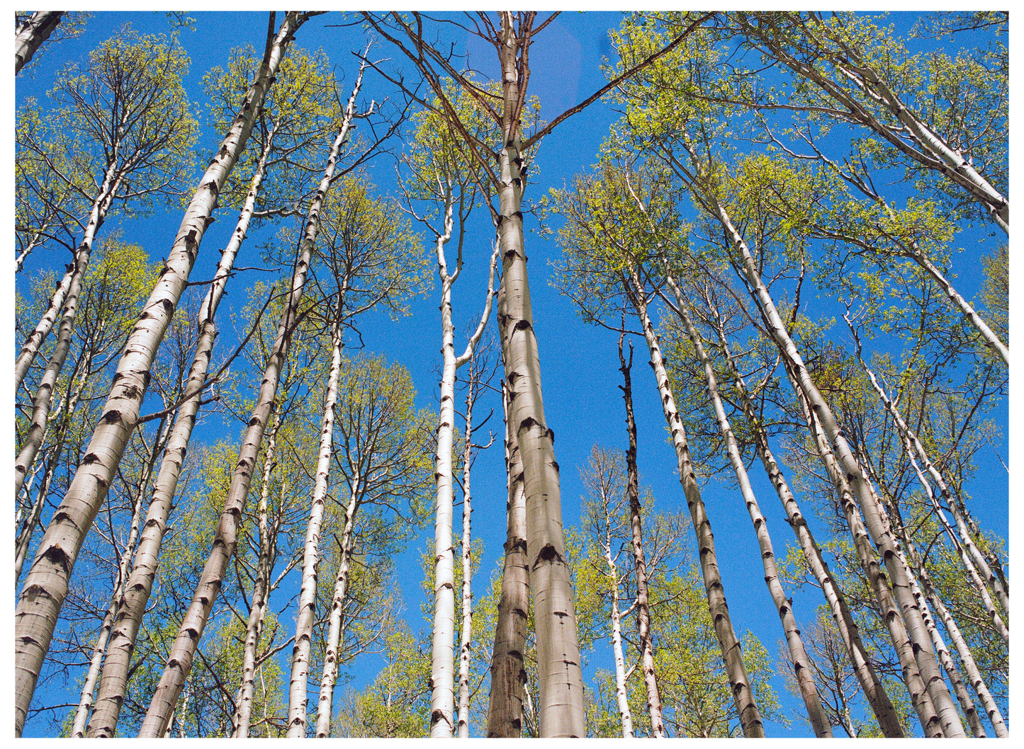 Aspen Grove