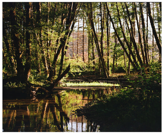 Leaning Trees